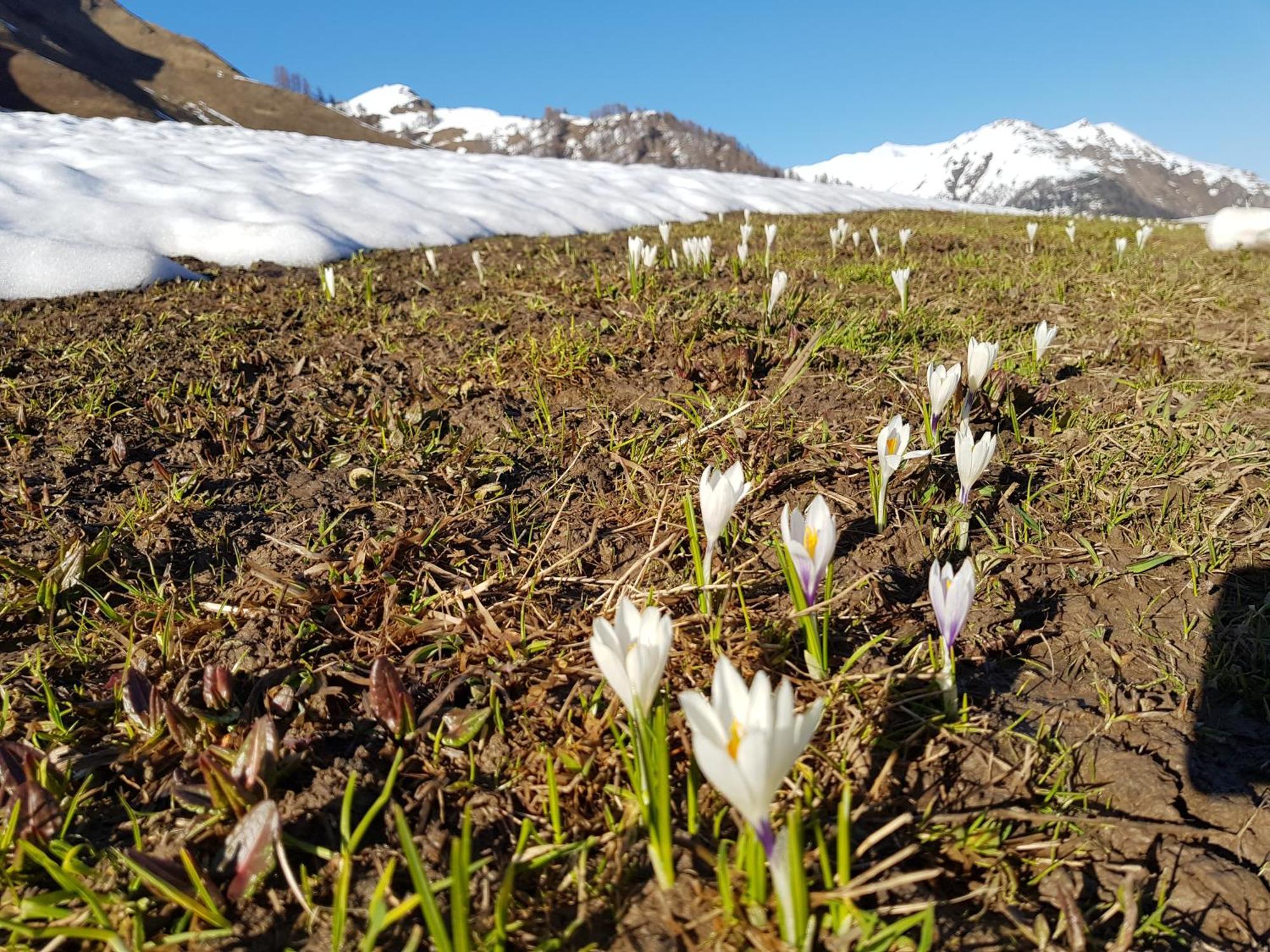 Apart Foresta Samnaun Bagian luar foto